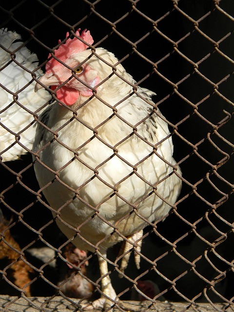 在这场对决 在这场对决